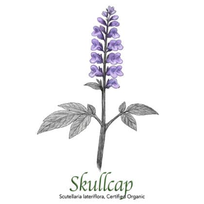 Skullcap Organic - The Herb Temple