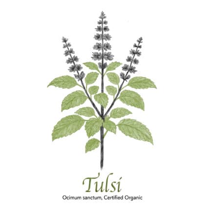 Tulsi - Holy Basil Organic - The Herb Temple