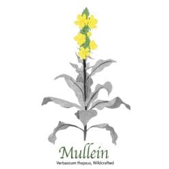 Mullein Wildcrafted - The Herb Temple