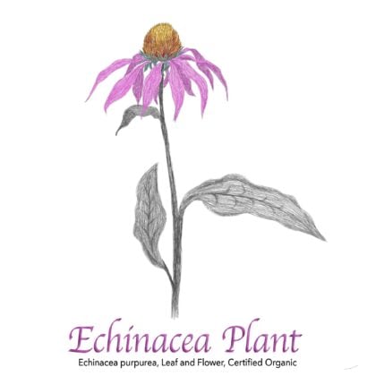 Echinacea Purpurea Leaf and Flower Organic - The Herb Temple