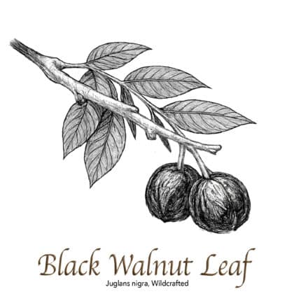 Black Walnut Leaf Wildcrafted - The Herb Temple