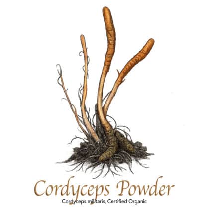 Cordyceps Powder Organic - The Herb Temple