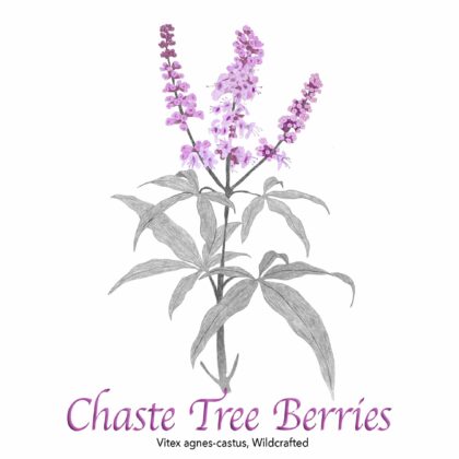 Chaste Tree Berries Wildcrafted - The Herb Temple