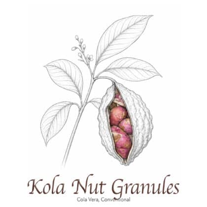 Kola Nut Granules - The Herb Temple