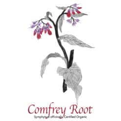 Comfrey Root Organic - The Herb Temple