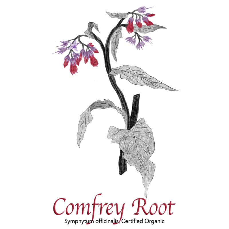 Comfrey Root Organic - The Herb Temple