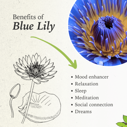 Blue Lily Benefits
