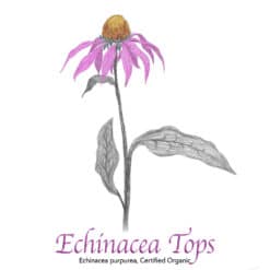 Echinacea purpurea Tops Organic - The Herb Temple