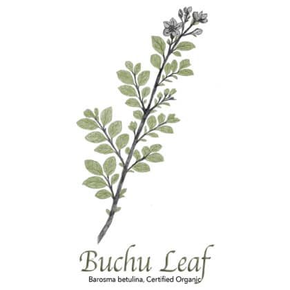 Buchu Leaf Organic - The Herb Temple
