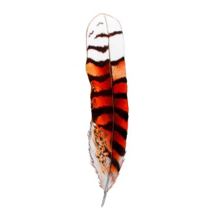 Kookaburra Feather Wantungaa Stickers