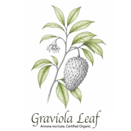 Graviola Leaf Organic - The Herb Temple