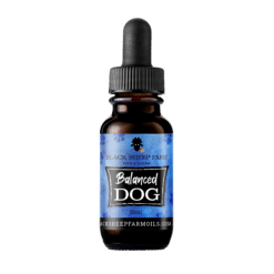 Balanced Dog – Pet Hemp Oil 25ml -Black Sheep Oil