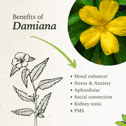 Damiana Benefits