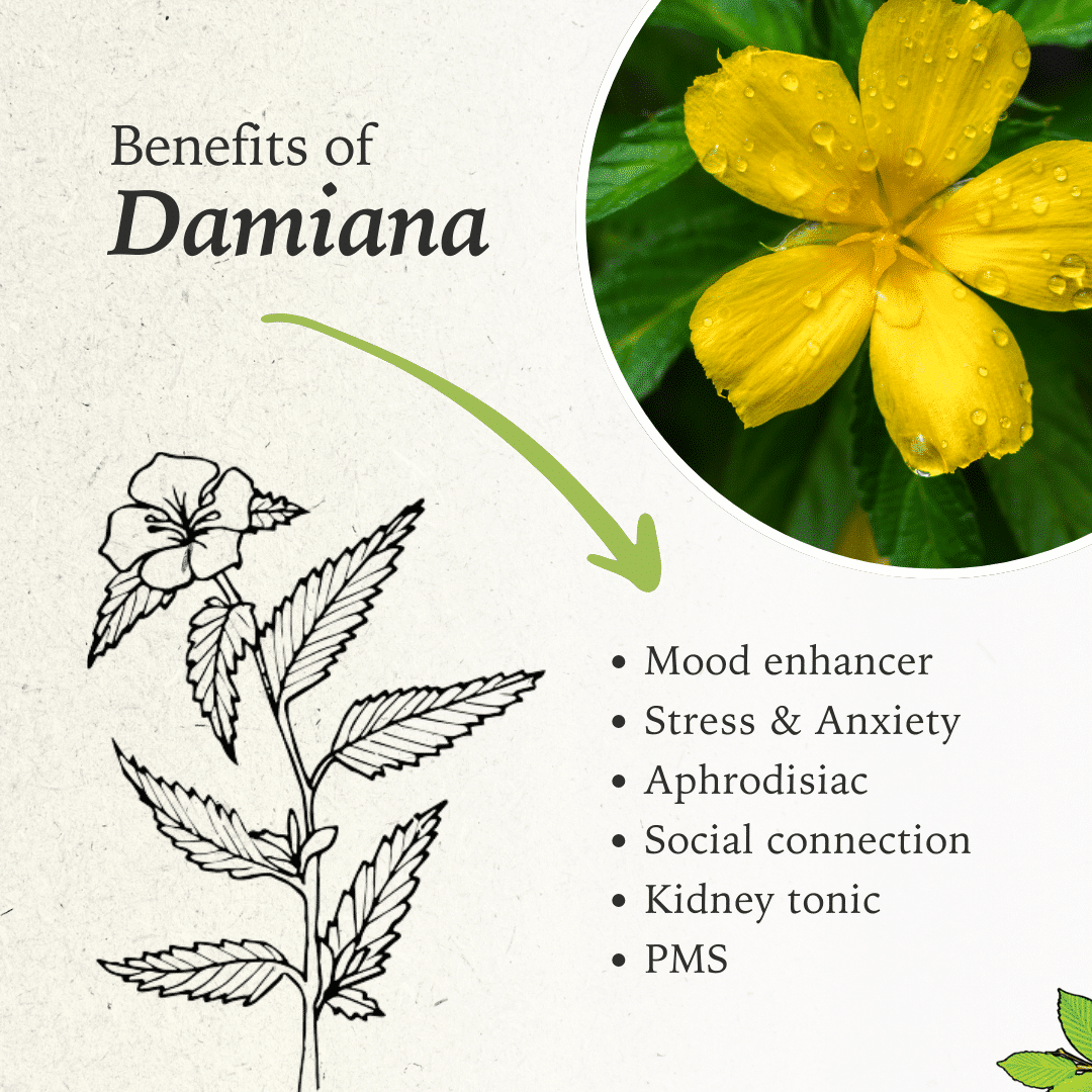 Damiana Delight Tincture | The Herb Temple