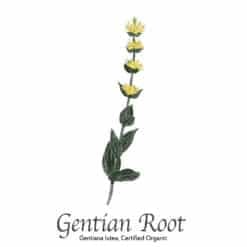 Gentian Root Organic - The Herb Temple