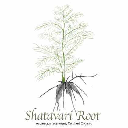 Shatavari Root Organic - The Herb Temple
