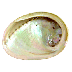 Large Abalone Shell For Smudging