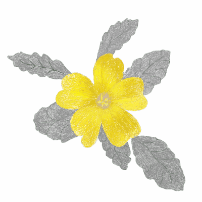 Damiana