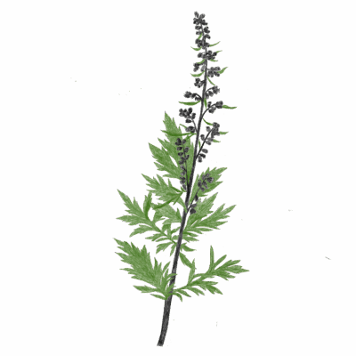 Mugwort