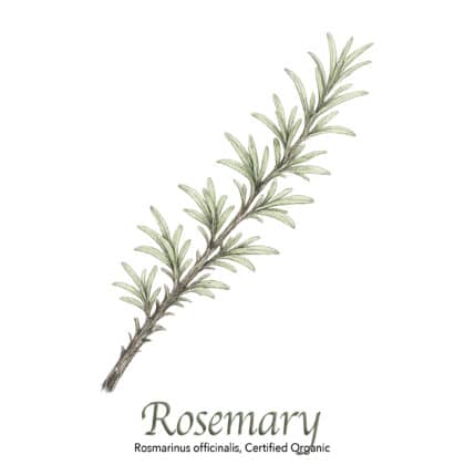 Rosemary Organic - The Herb Temple