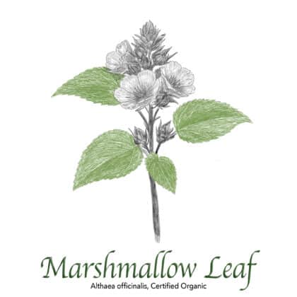 Marshmallow Leaf Organic - The Herb Temple