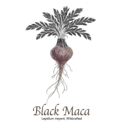 Black Maca Powder Wildcrafted - The Herb Temple