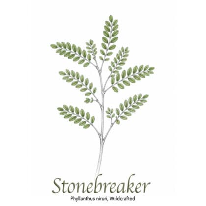 Stonebreaker (Chanca Piedra) Wildcrafted - The Herb Temple